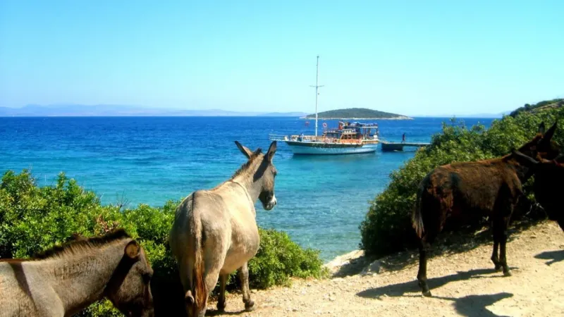 çeşme eşek adası